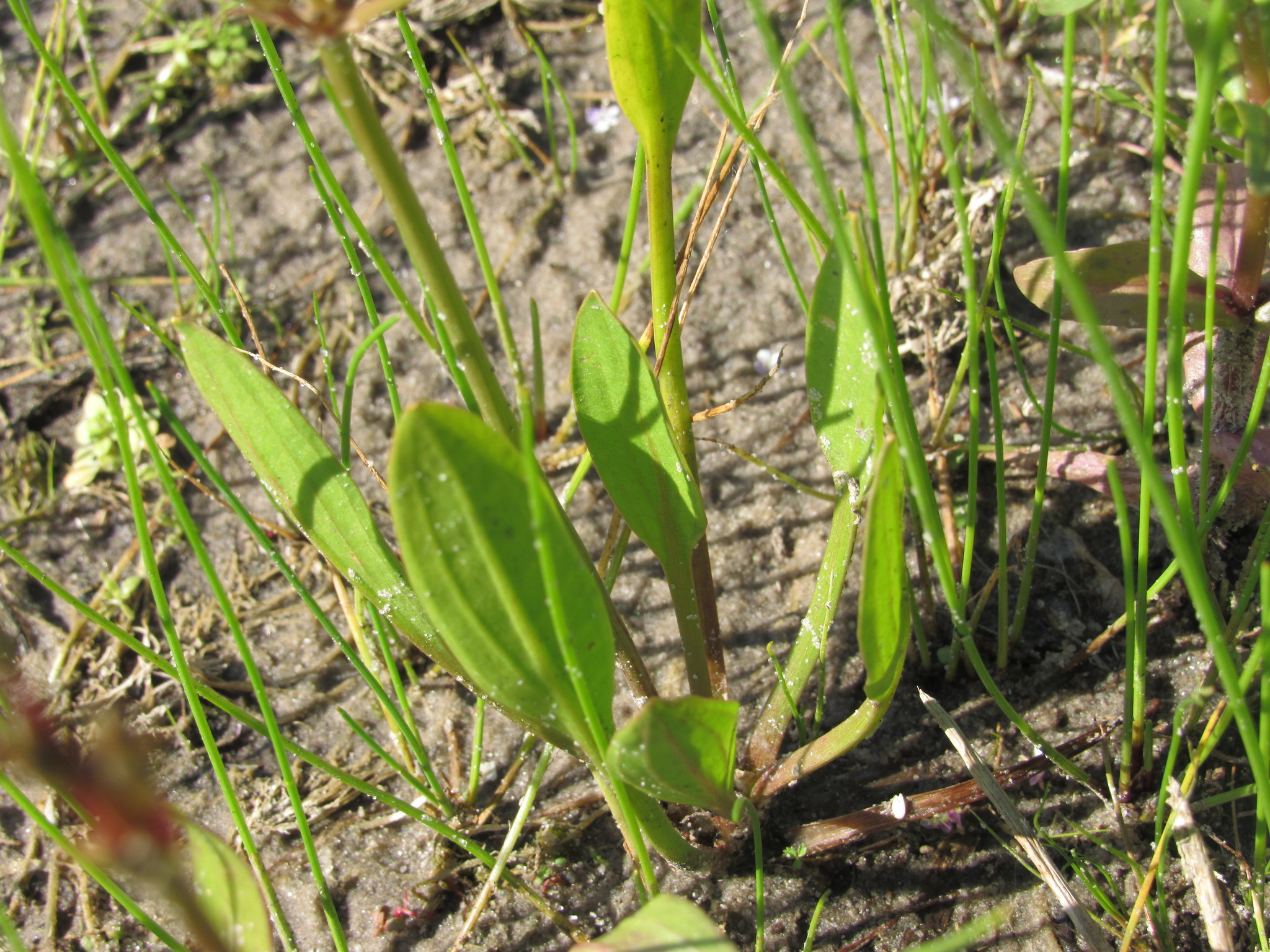 Denis Davydov (https://www.inaturalist.org/observations/96482702)